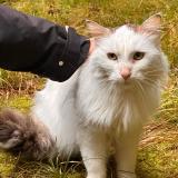 Picture of cat found at Geneve