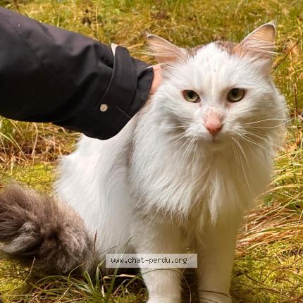 Photo 1/1 Found cat Found in Geneve