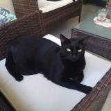 Picture of cat lost at Le Guillaume