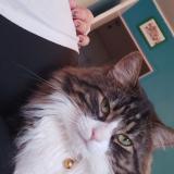 Picture of cat lost at Schiltigheim