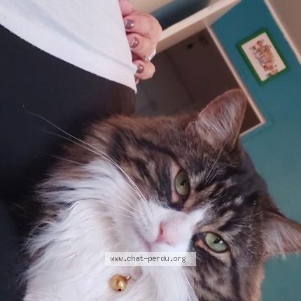 Photo 1/1 Neko Chat lost in Schiltigheim