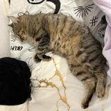 Picture of cat lost at Vendenheim