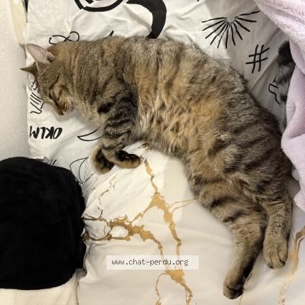 Photo 1/1 mimi Chat lost in Vendenheim