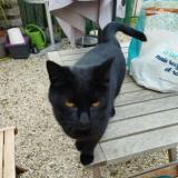 Picture of cat lost at Dreux