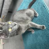 Picture of cat lost at Leucate