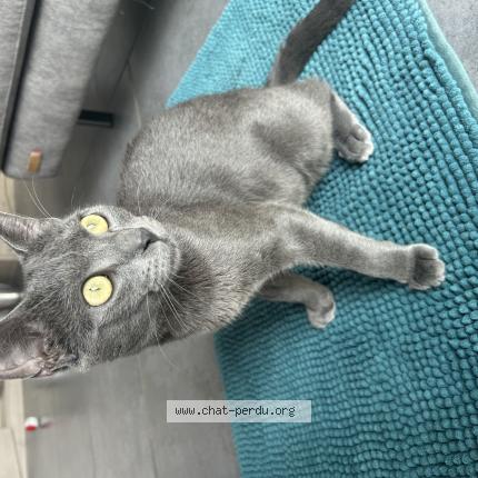 Photo 1/1 Rocket Chat lost in Leucate