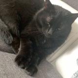 Picture of cat lost at Montigny En Gohelle