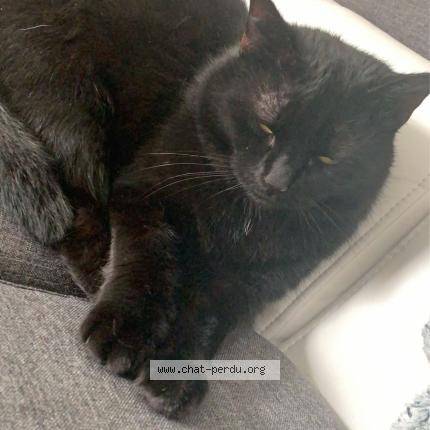 Photo 1/1 Izzy Chat lost in Montigny en gohelle