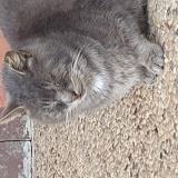 Picture of cat found at 87350 Panazol France