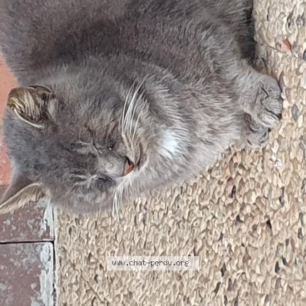 Photo 1/1 Found cat Found in 87350 panazol france