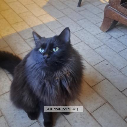 Photo 1/2 Found cat Found in Mours saint eusebe