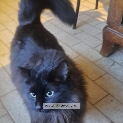 Photo 2/2 Found cat Found in Mours saint eusebe