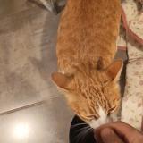 Picture of cat lost at Gaillac