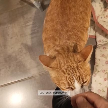 Photo 1/1 Lio Chat lost in Gaillac