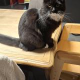 Picture of cat lost at Issoudun