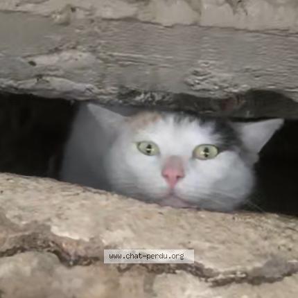 Photo 1/2 Found cat Found in Lyon