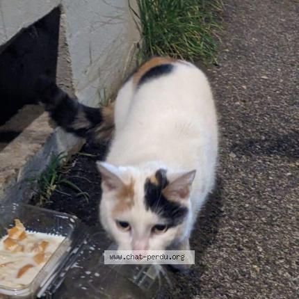 Photo 2/2 Found cat Found in Lyon