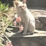 Picture of cat found at Lima