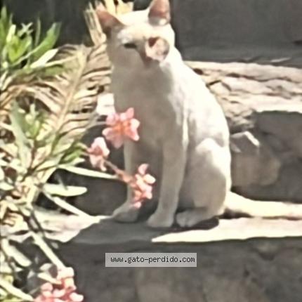 Photo 1/1 Found cat Found in Lima