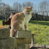 Picture of cat lost at Lavernat