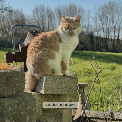 Photo 1/1 Chachou Chat lost in Lavernat