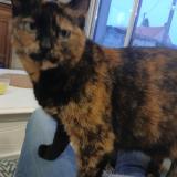 Picture of cat lost at Mingoval