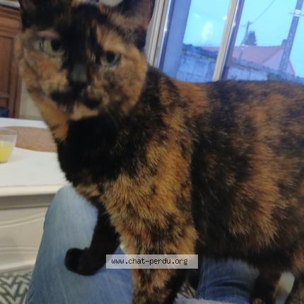 Photo 1/1 Calie Chat lost in Mingoval