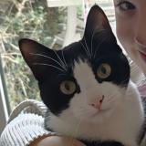 Picture of cat lost at Merville Franceville