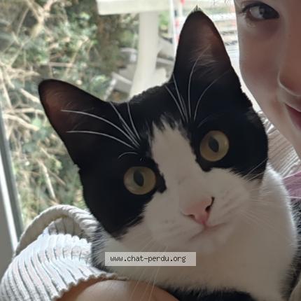 Photo 1/1 Rosy Chat lost in Merville franceville