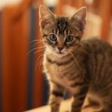 Picture of cat lost at Saint Cyr L Ecole