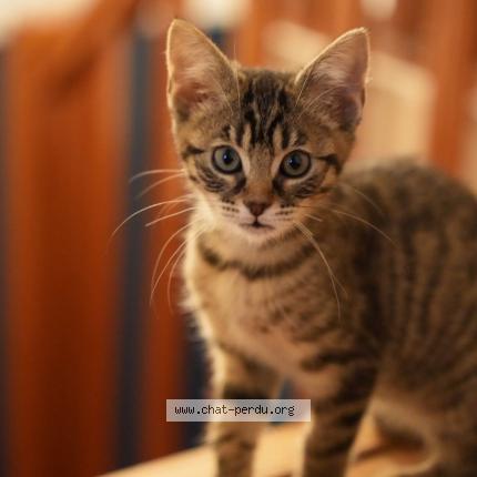 Photo 1/1 Lauis Chat lost in Saint cyr l ecole