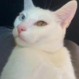 Picture of cat lost at Les Neyrolles