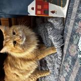 Picture of cat found at Agawam