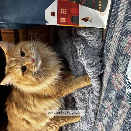 Photo 1/1 Found cat Found in Agawam