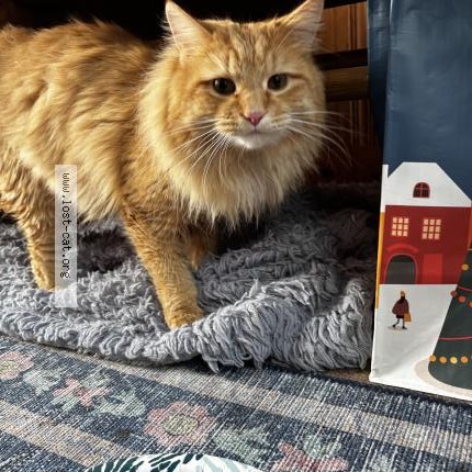 Photo 1/1 Reunited cat Found in Agawam