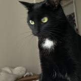 Picture of cat lost at Lausanne