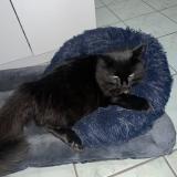 Picture of cat lost at Saint Yorre