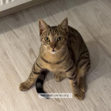 Photo 1/2 simba Chat lost in Namur