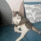Picture of cat lost at Cherbourg En Cotentin