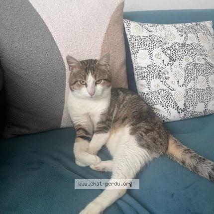 Photo 1/1 Sky Chat lost in Cherbourg en cotentin