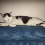 Picture of cat lost at Courcelles Les Lens
