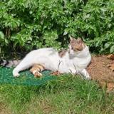 Picture of cat lost at Dunkerque