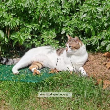 Photo 1/1 Coco Chat lost in Dunkerque