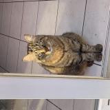 Picture of cat lost at Roubaix