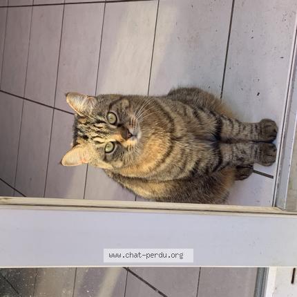 Photo 1/1 Poutch Chat lost in Roubaix