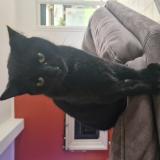 Picture of cat lost at Avelin