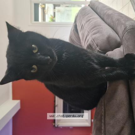 Photo 1/1 Yoda Chat lost in Avelin