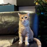 Picture of cat lost at Villeneuve Le Comte