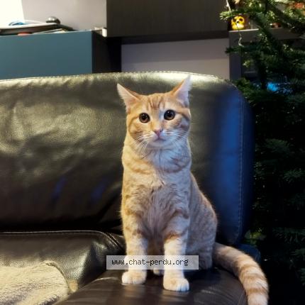 Photo 1/1 Mimi Chat lost in Villeneuve le comte