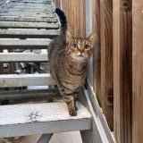 Picture of cat lost at Sainte Maure De Touraine